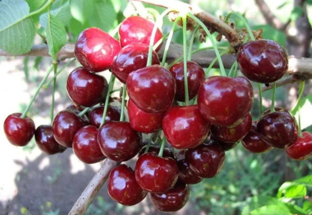 Купить Черешню "Ярославна"