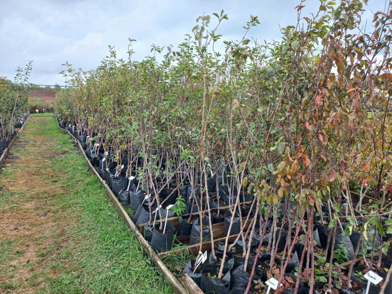 Купити саджанці яблунь в горщику 