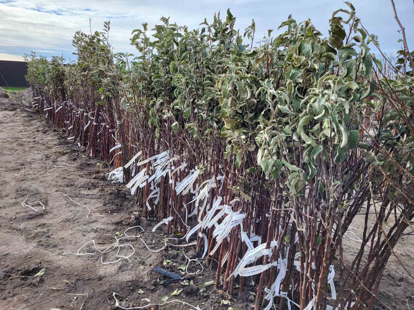 Купити саджанці яблунь