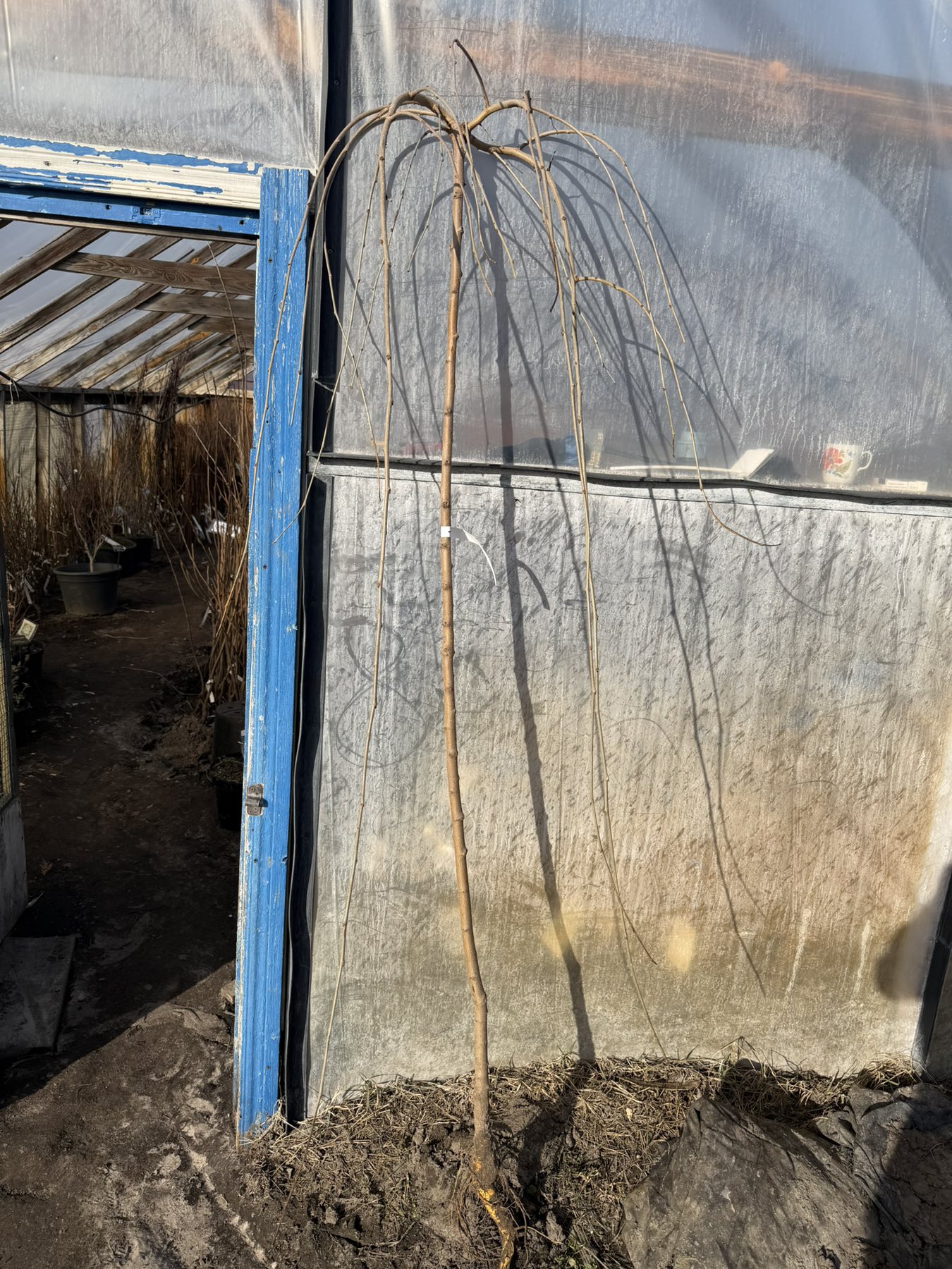  Купити саджанці Шовковиці плакучої на штамбі самовивозом