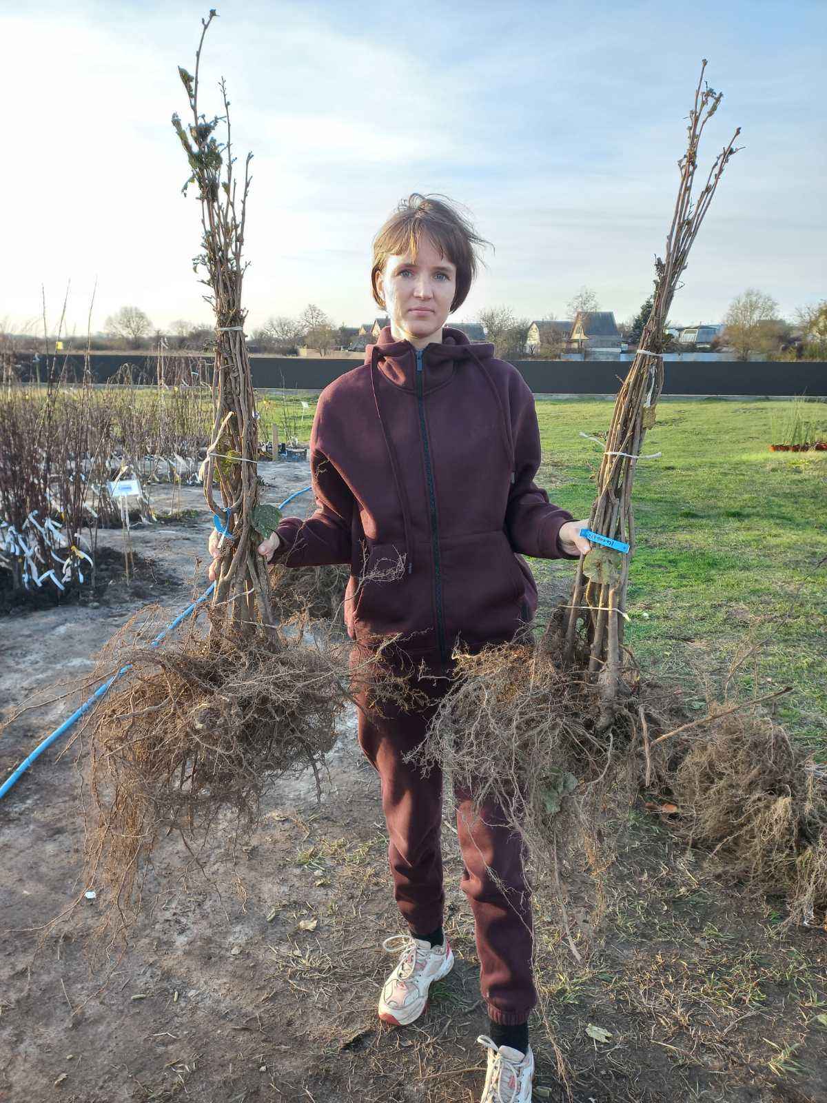 Купити саджанці фундука