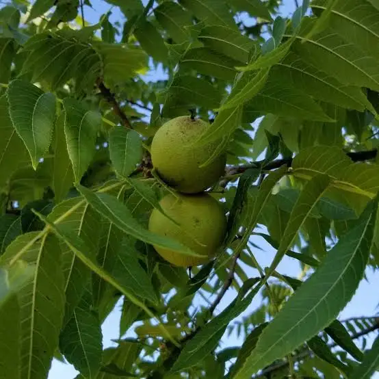 Купити Горіх Чорний