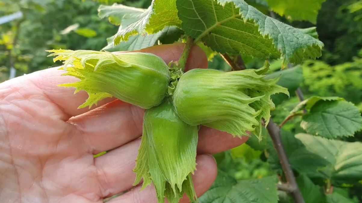 Купити саджанці фундука Джоанна