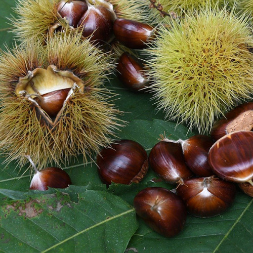 Каштан їстівний