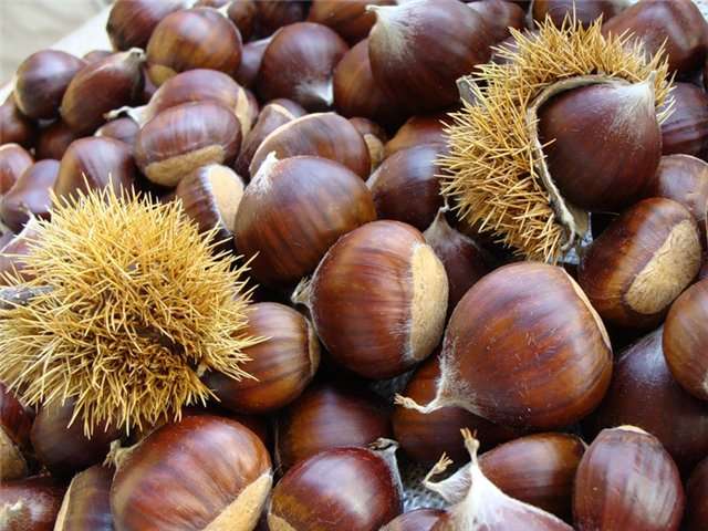 Каштан їстівний