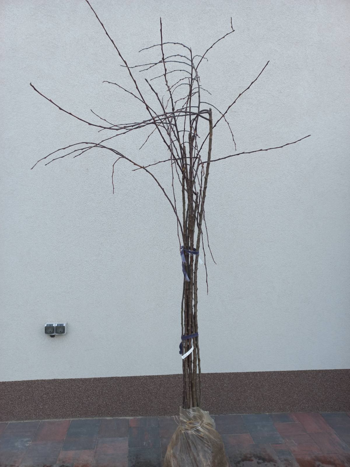 Купить Яблоню райскюу красную плакучу на штамбе