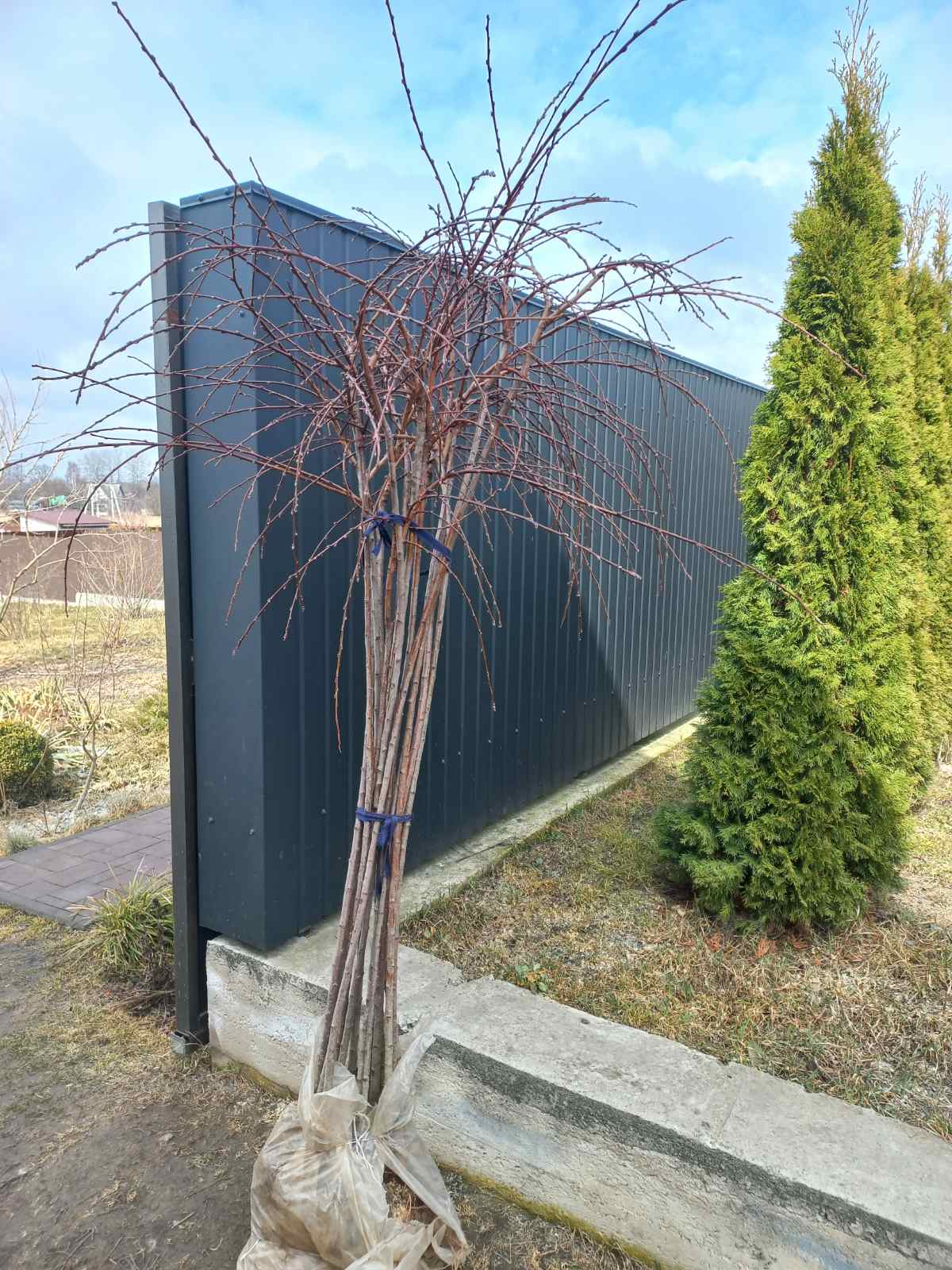 Купити саджанці персика плакучого Мелред Віпінг на штамбі 