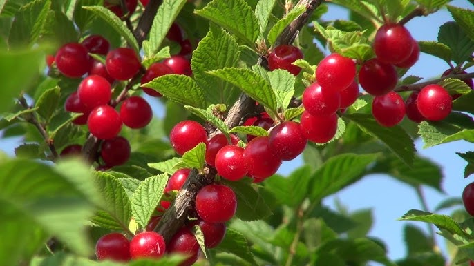 Купить саженцы войлочной вишни Царевна