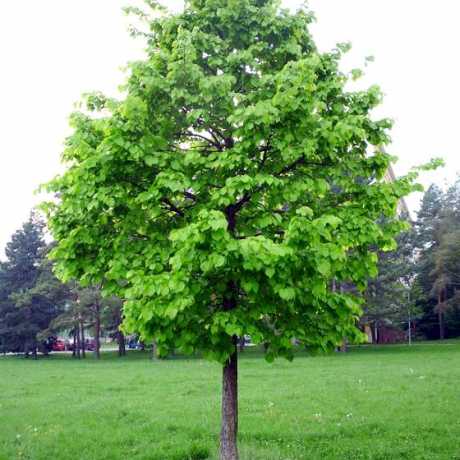 Купити Ведмежий горіх