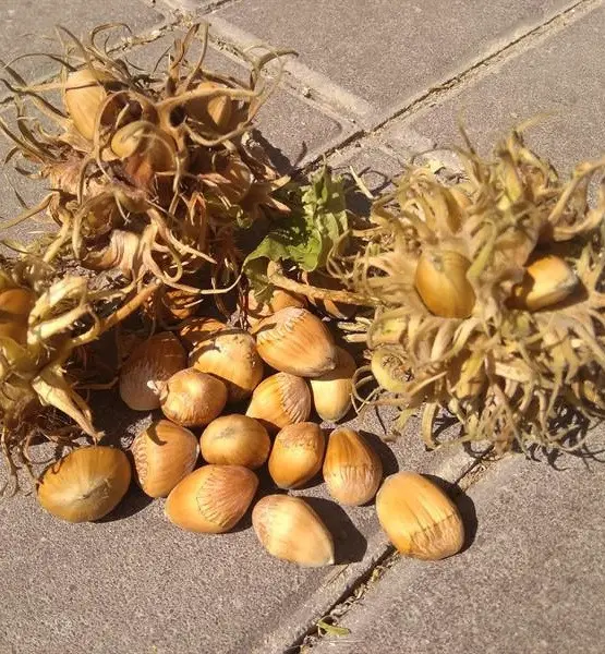 Купити Ведмежий горіх