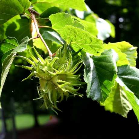 Купити Ведмежий горіх