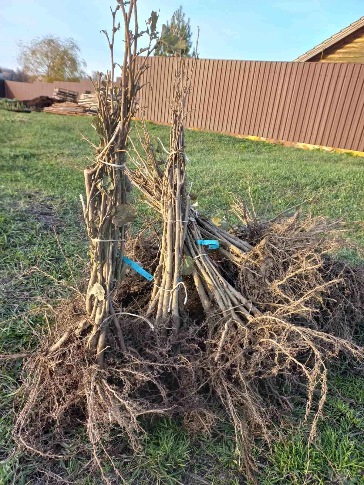 Купити саджанці фундука