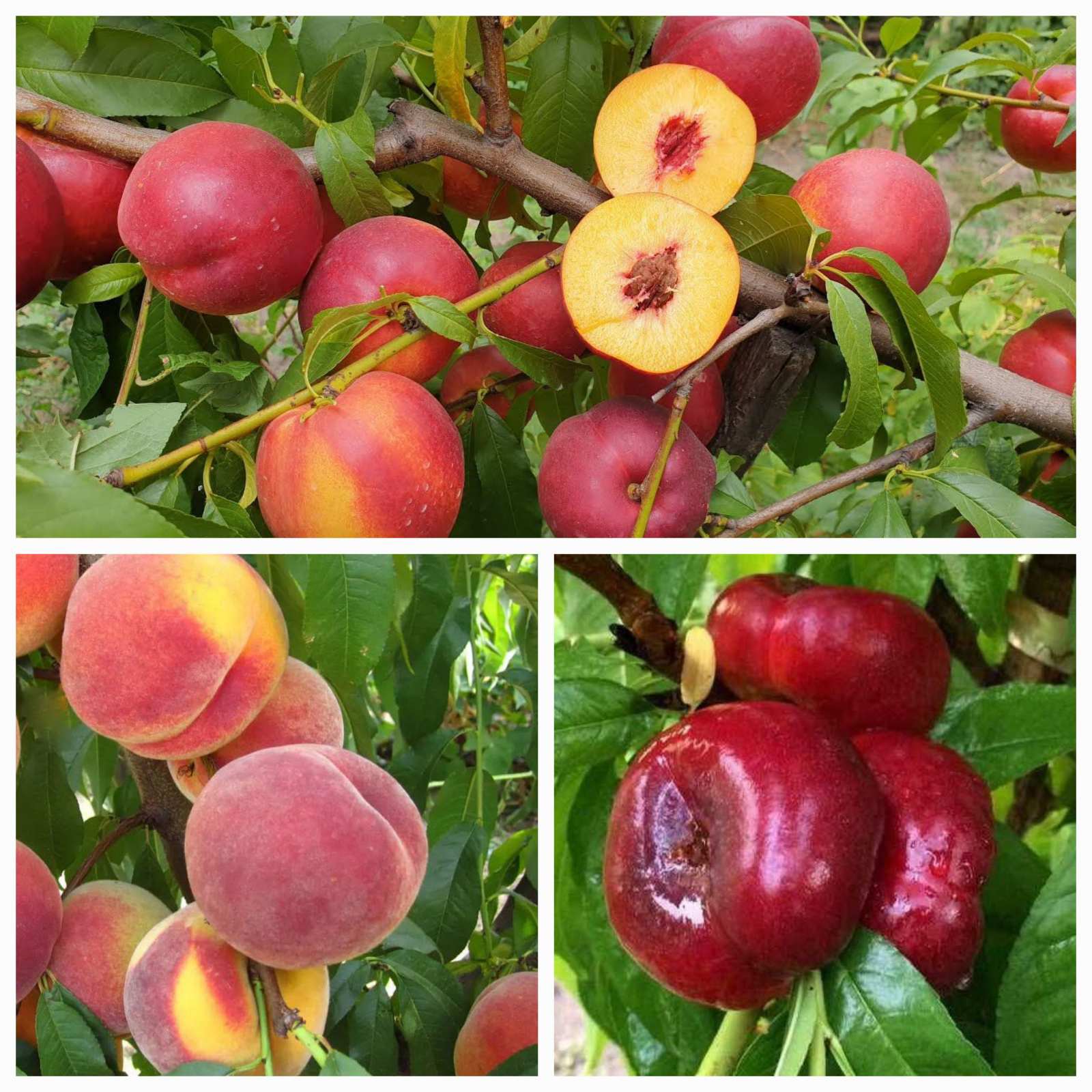 Купити персики по акції