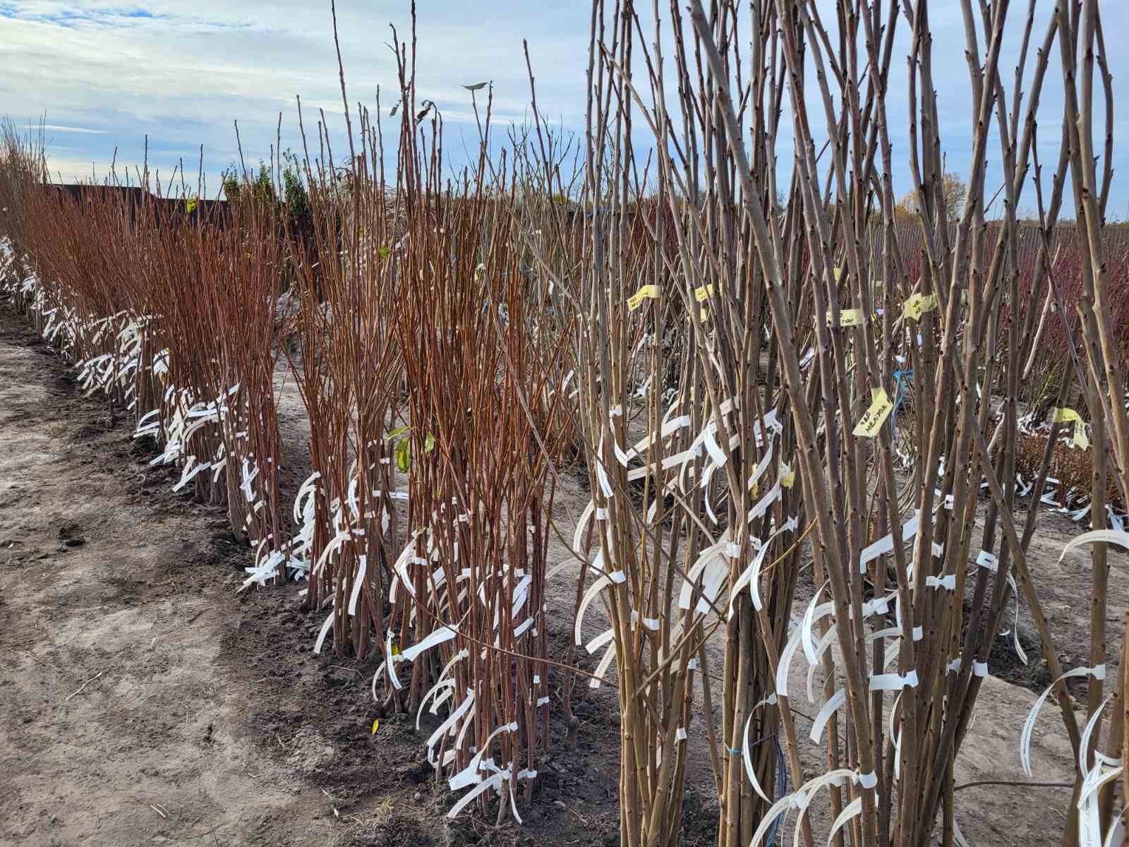 Купить саженцы черешней