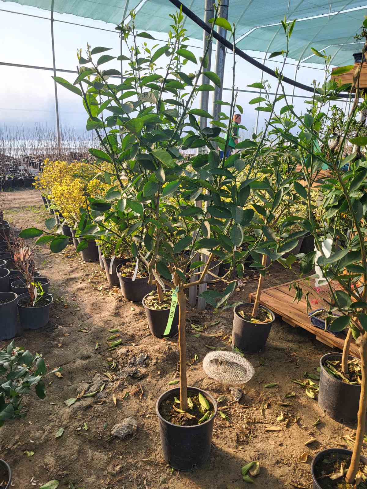 Купити саджанець лайма мексиканського