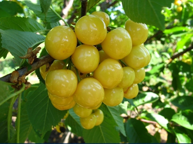 Купить саженцы черешня Желточек