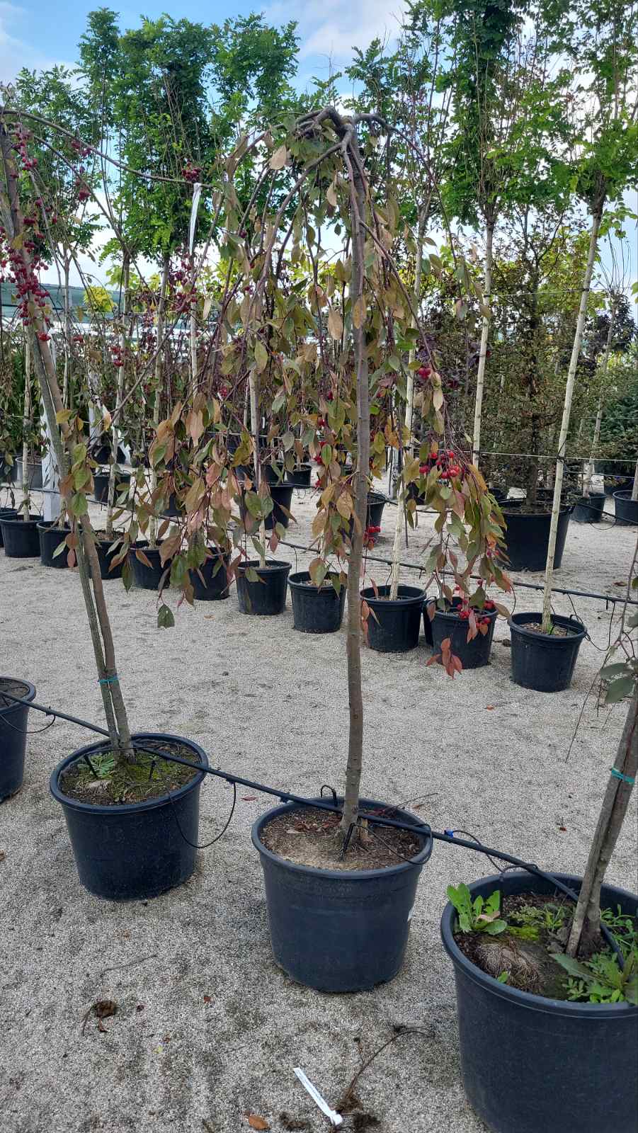 Купить саженцы яблони райской красной плакучей на штамбе