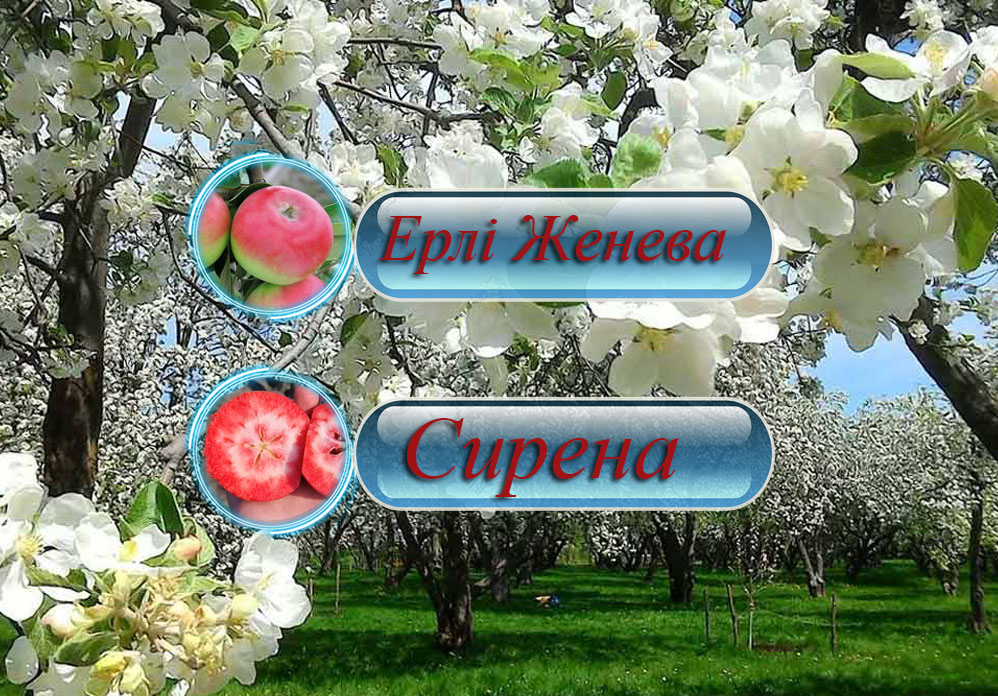 Купить саженцы дерево-сада яблони "Эрли Женева" + "Сирена"