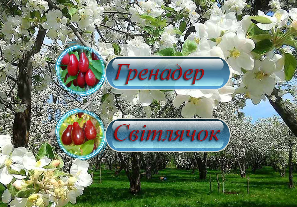 Купити саджанці кизилу Гренадер та Світлячок