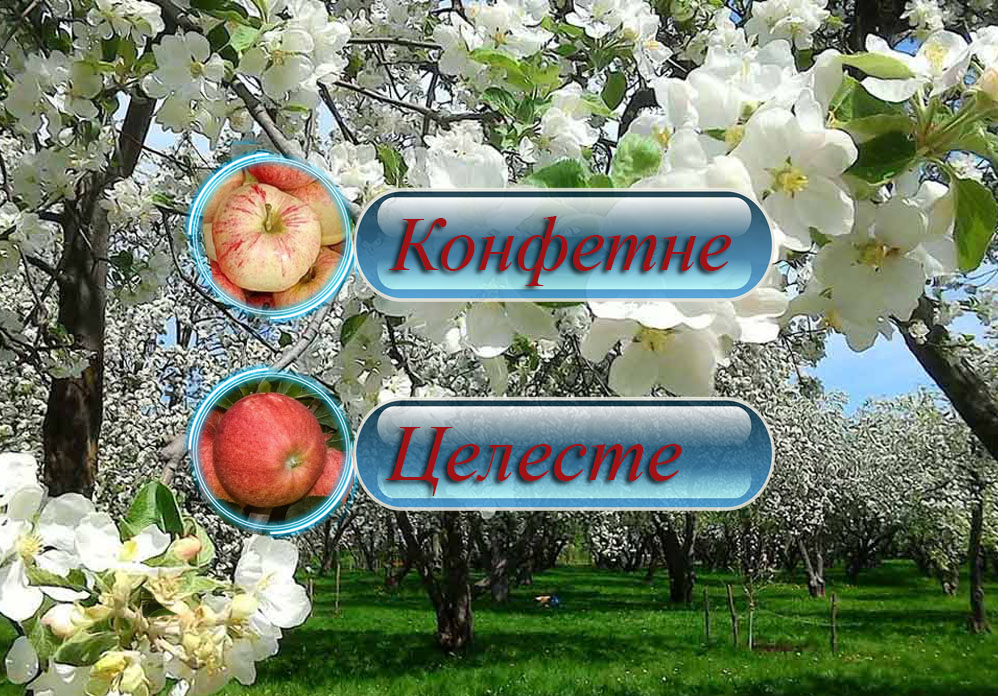 Купить саженцы дерево-сада яблони "Конфетне" + "Целеста"