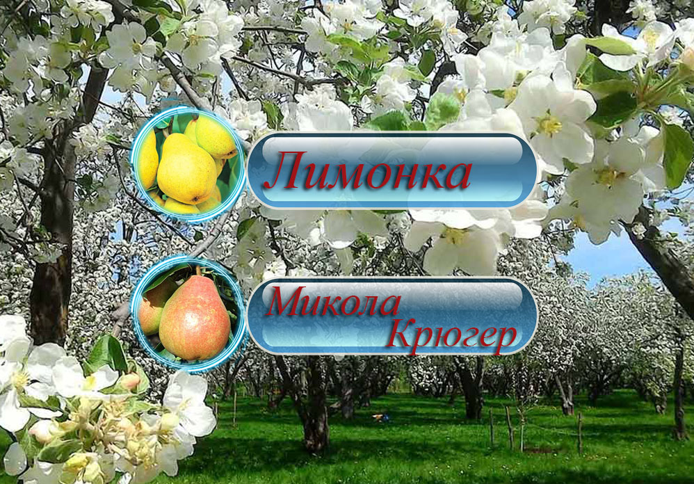 Купить саженцы дерево-сада груши "Лимонка+Николай Крюгер"