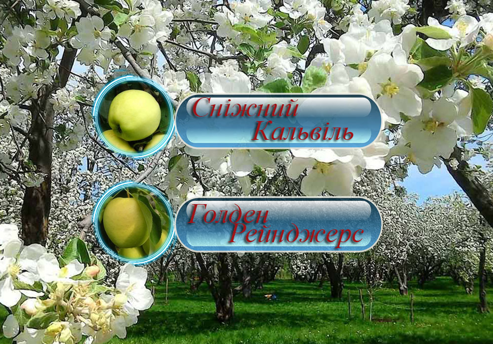 Купить саженцы дерево-сада яблони "Снежный Кальвиль" + "Голден Делишес"