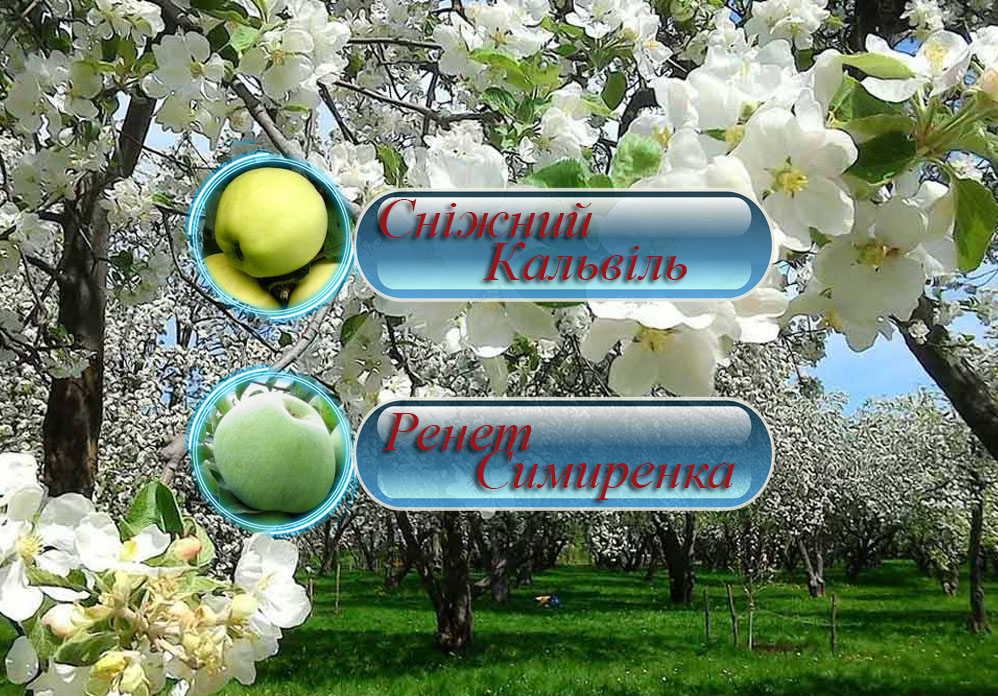 Купить саженцы дерево-сада яблони "Снежный кальвиль" + "Симиренко"