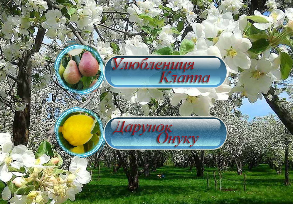 Купити саджанці Улюблениця Клаппа та Дарунок Оеуку