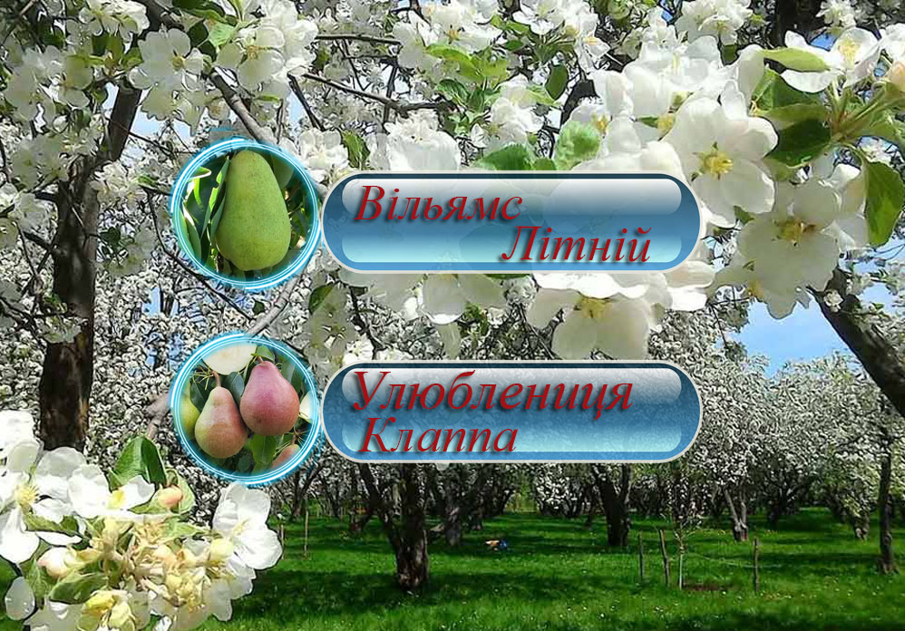 Купити саджанці груш Вільямс літній та Улюблениця Клаппа