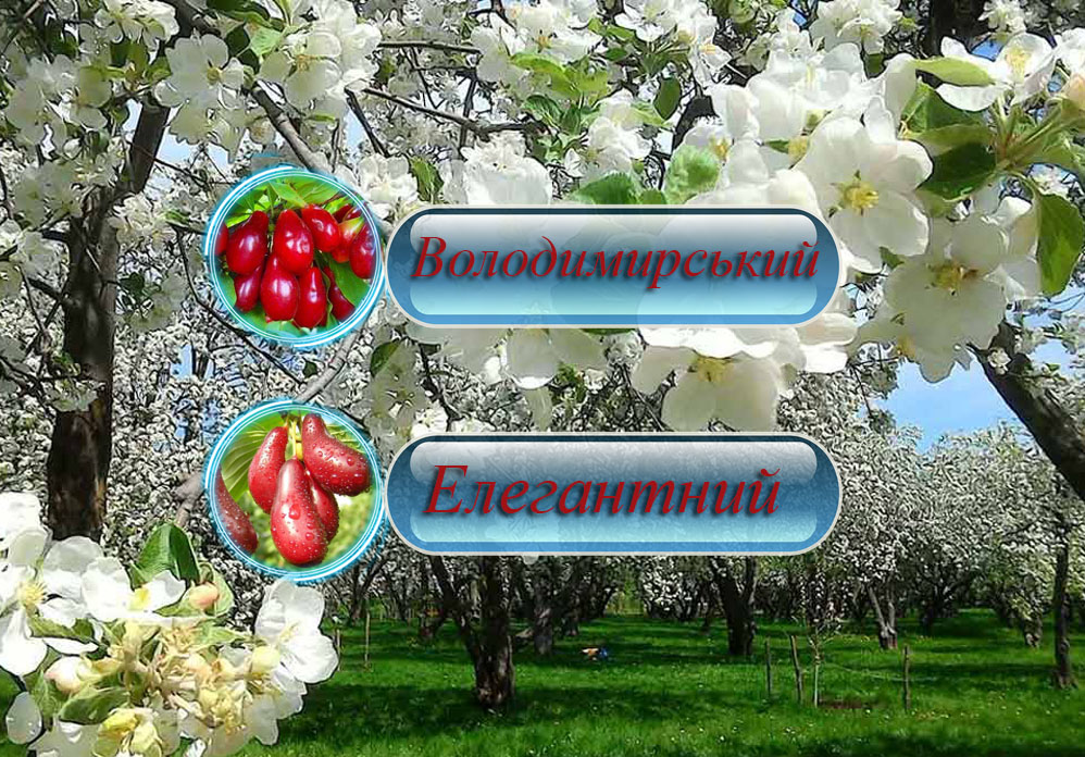 Саджанці