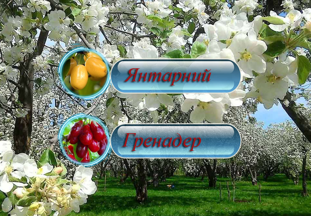 Саженцы
