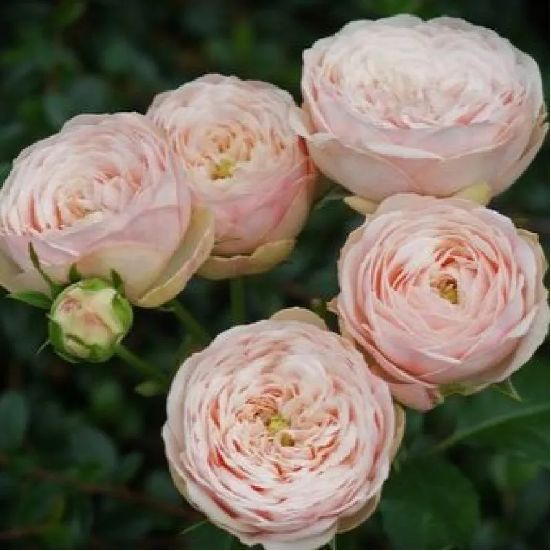 Роза Wisley 2008® | Szkółka Róż ROSARIUM