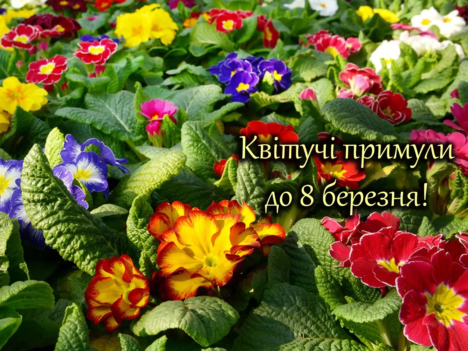 Купити квітучу примулу